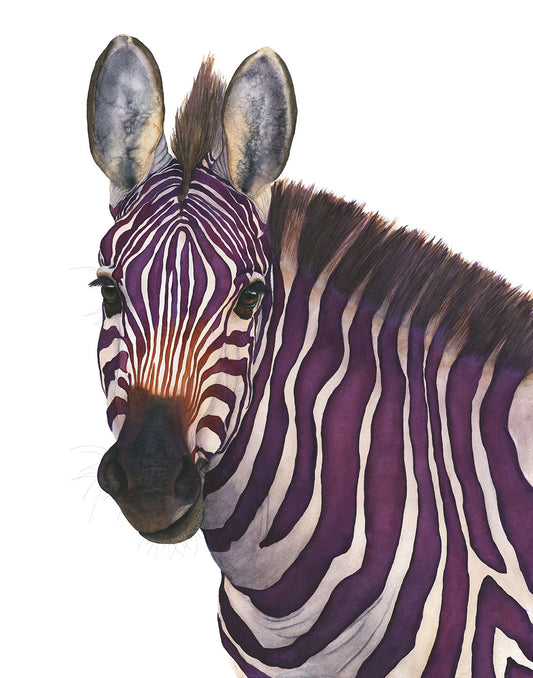 Close-up of a violet zebra with a white background