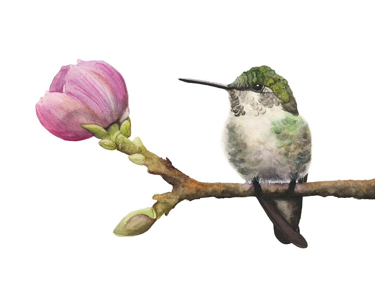 Hummingbird perched on a branch with a pink flower