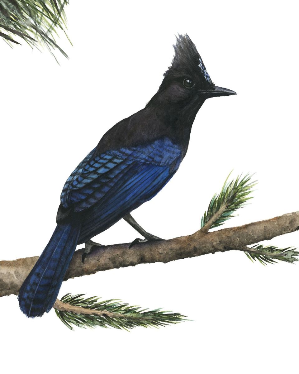 STELLER'S JAY | Original Watercolor Painting