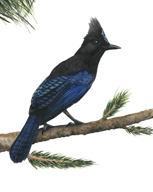 STELLER'S JAY | Original Watercolor Painting