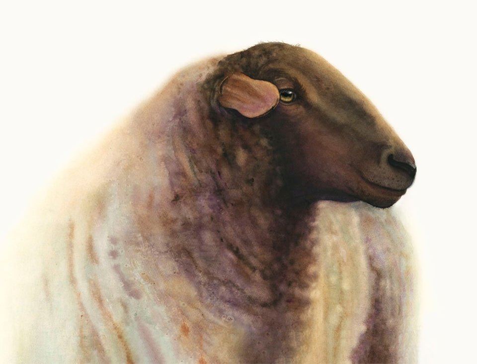 THEO | Sheep Art | Original Watercolor Painting