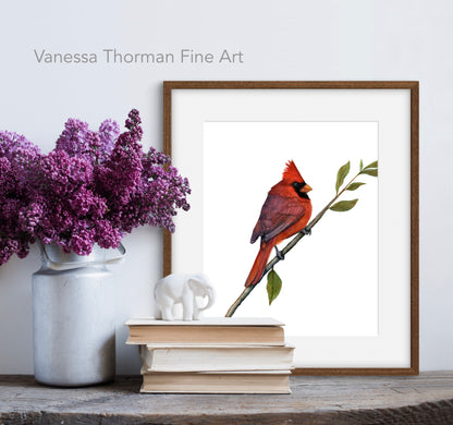 Northern Cardinal | Fine Art Print