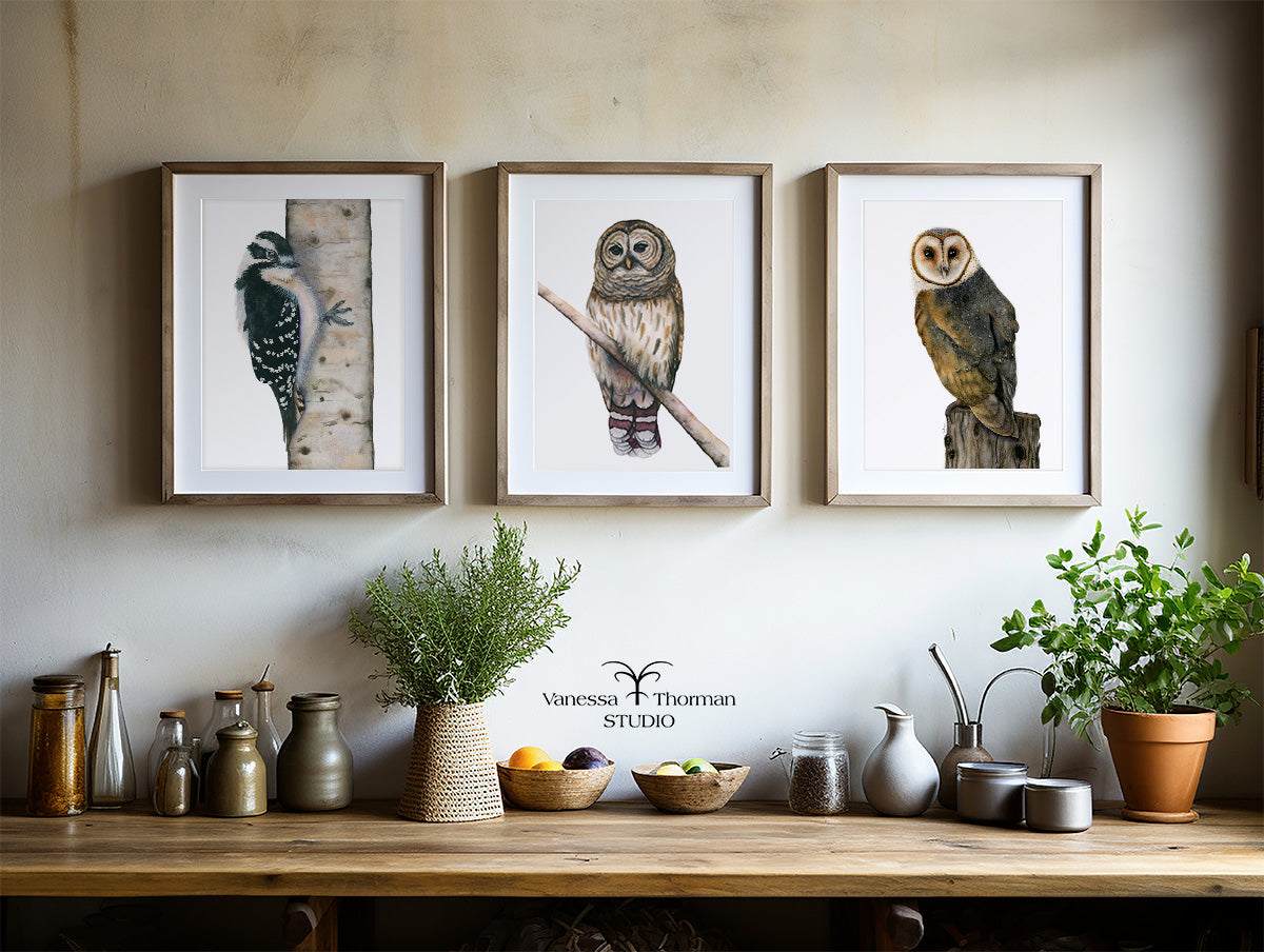 Barred Owl Watercolor Art Print – Woodland Art - Fine Art Giclée