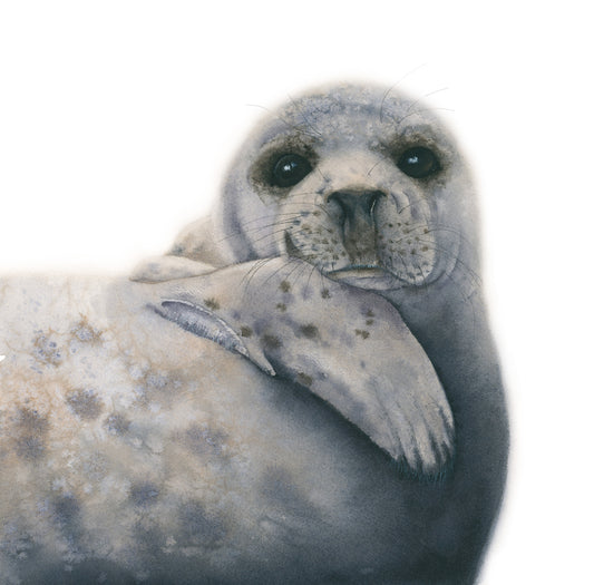 Watercolor seal art print on a white background