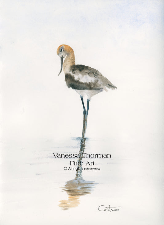 REFLECTIONS 3 | American Avocet | Coastal Bird Original Watercolor Painting