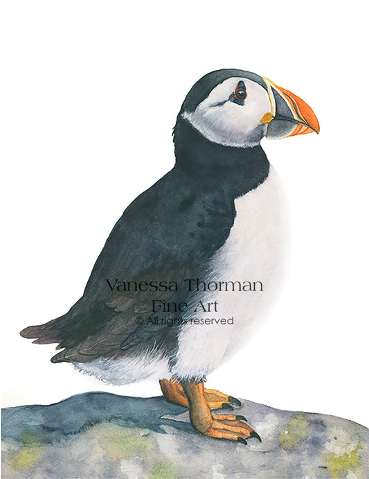 Atlantic-Puffin-watercolor-art-print-1