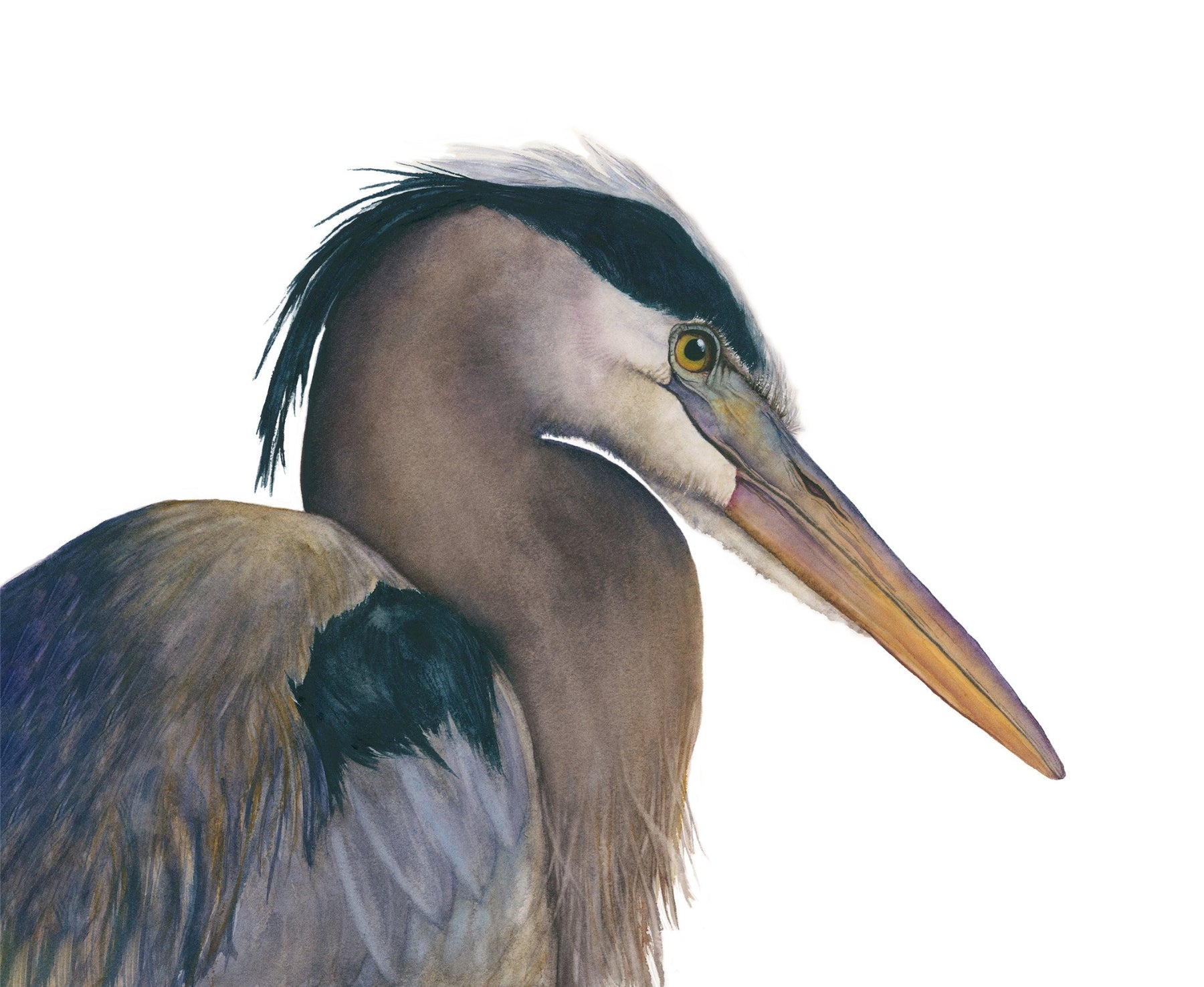 Close-up of a heron with detailed feathers and beak on a white background