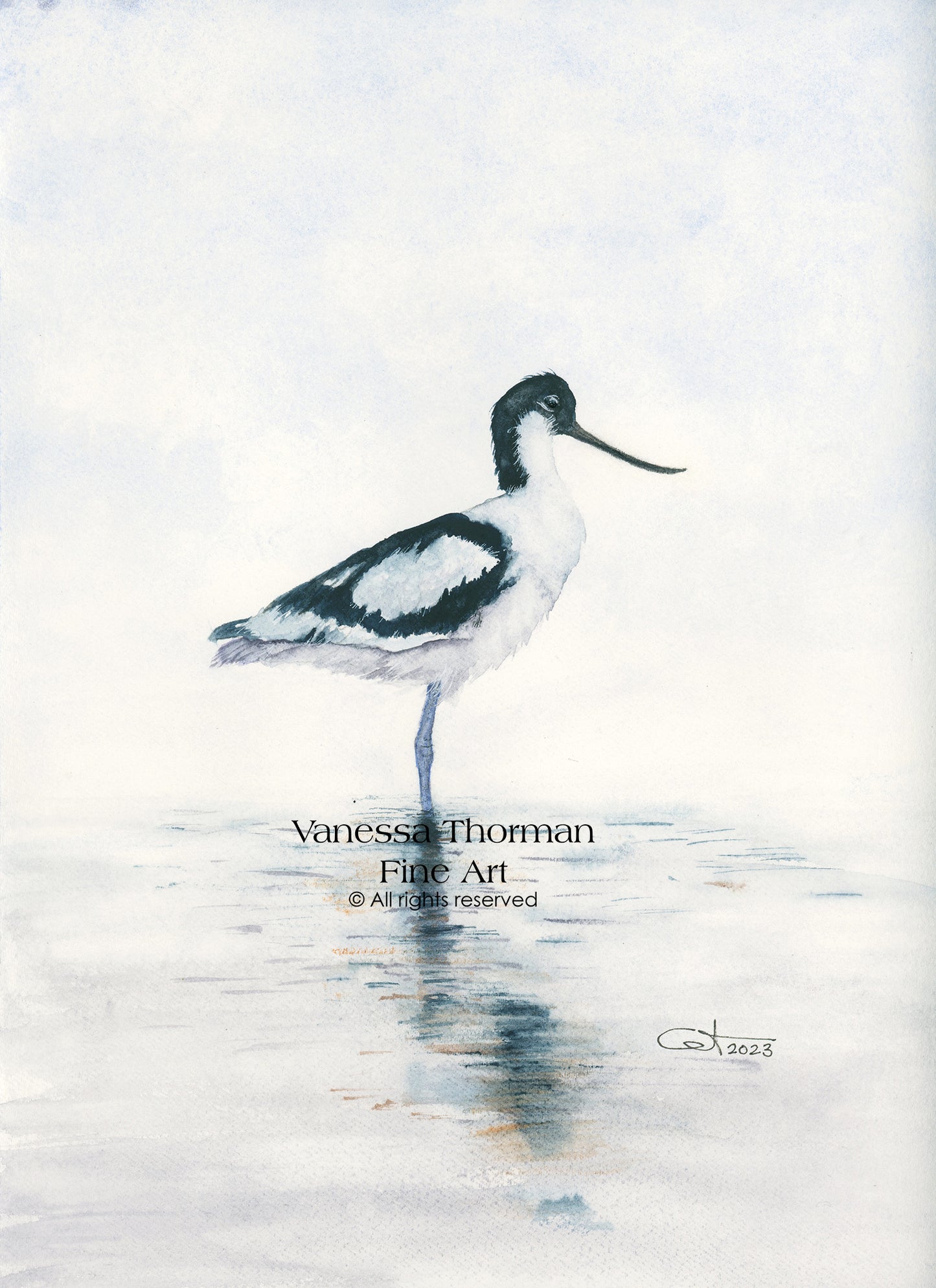 REFLECTIONS I | Pied Avocet | Coastal Bird Original Watercolor Painting