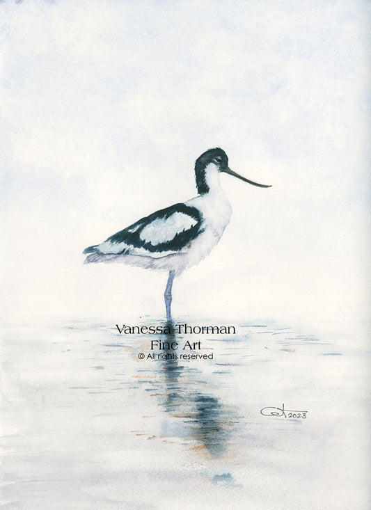 REFLECTIONS I | Pied Avocet | Coastal Bird Original Watercolor Painting