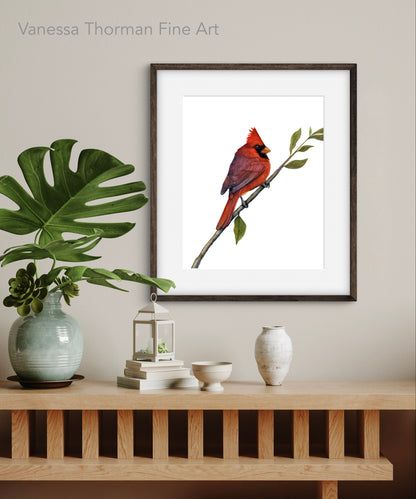 Northern Cardinal | Fine Art Print