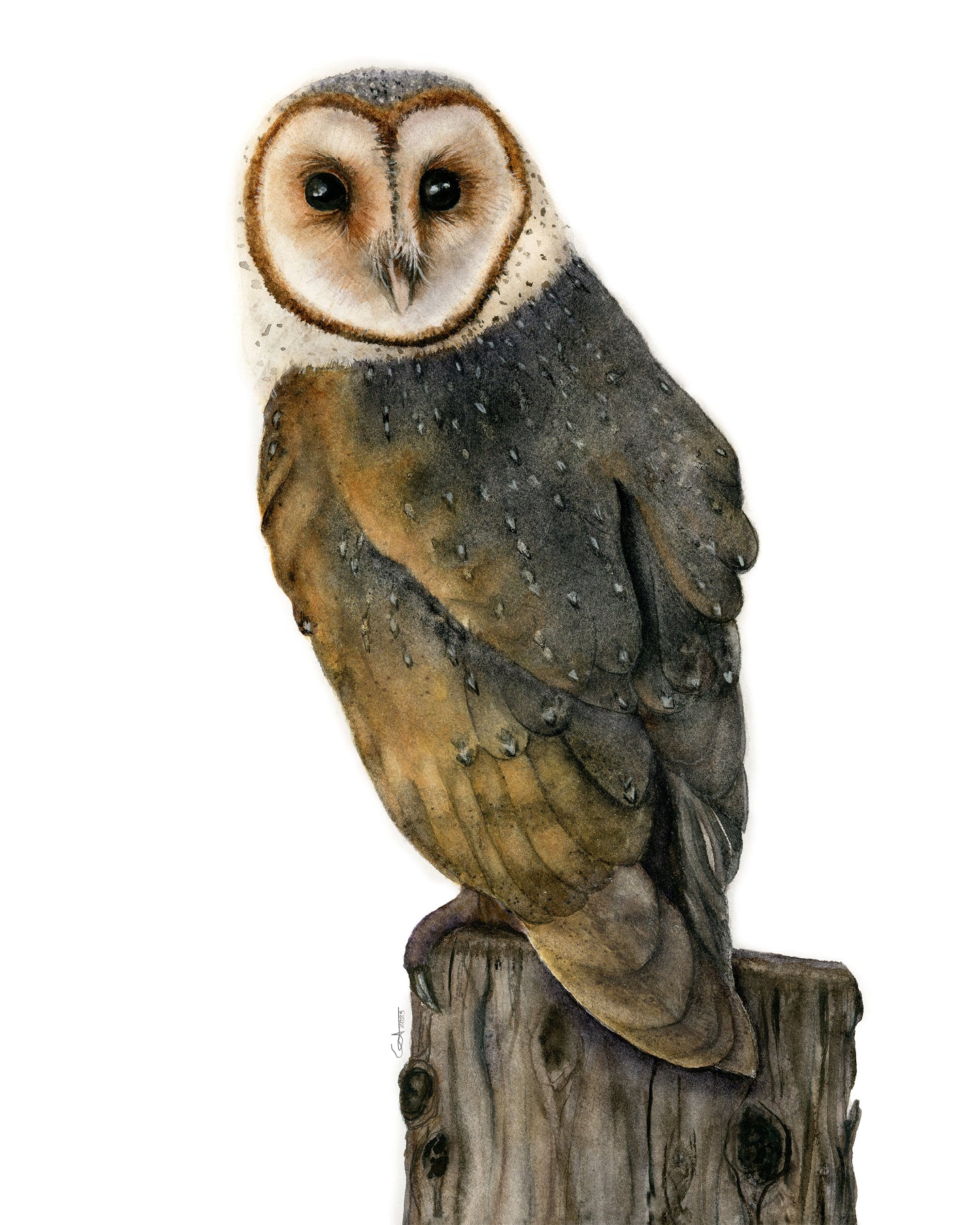 Barn owl on a wooden perch against a white background