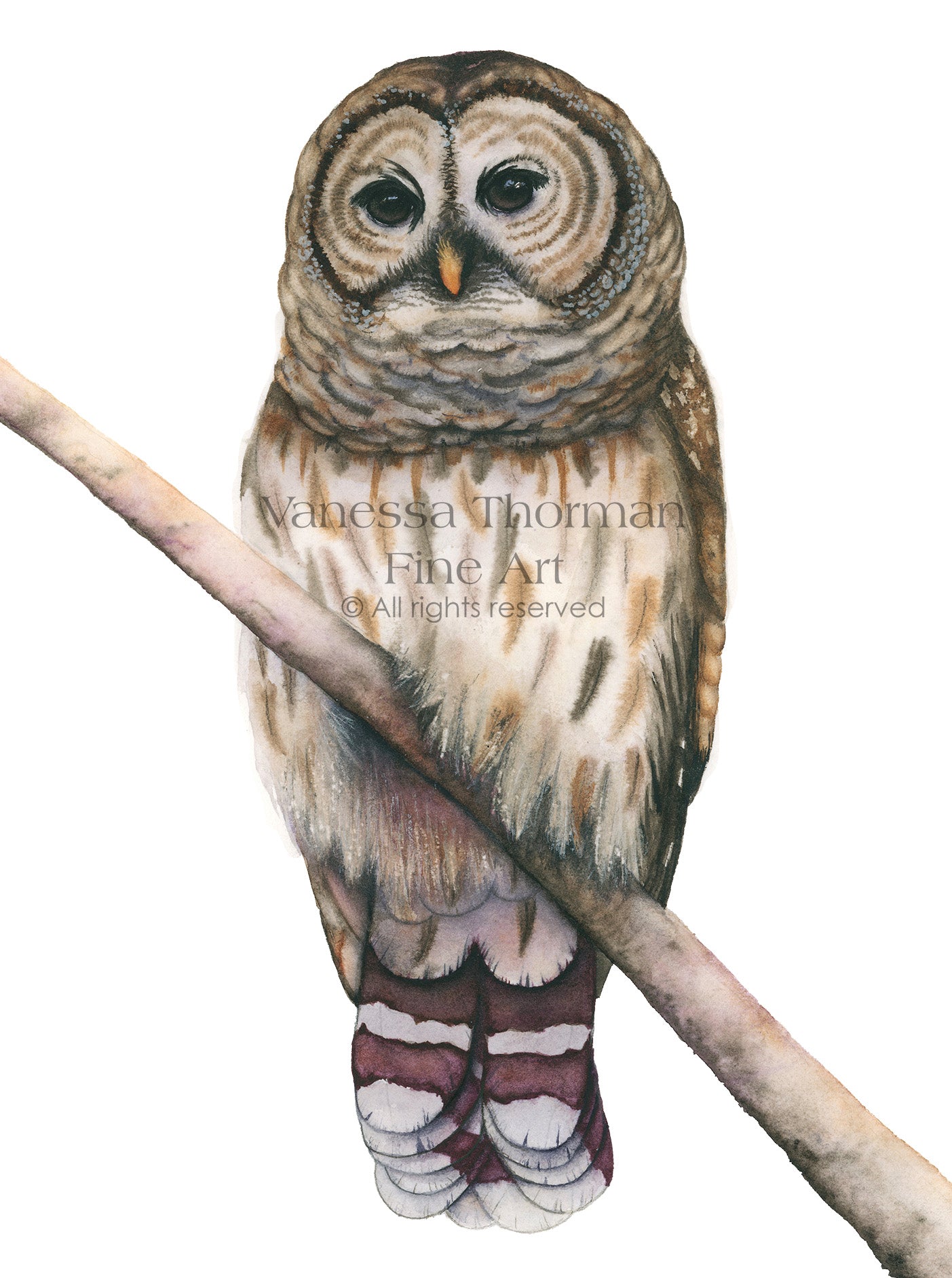 Barred Owl Watercolor Art Print – Woodland Art - Fine Art Giclée