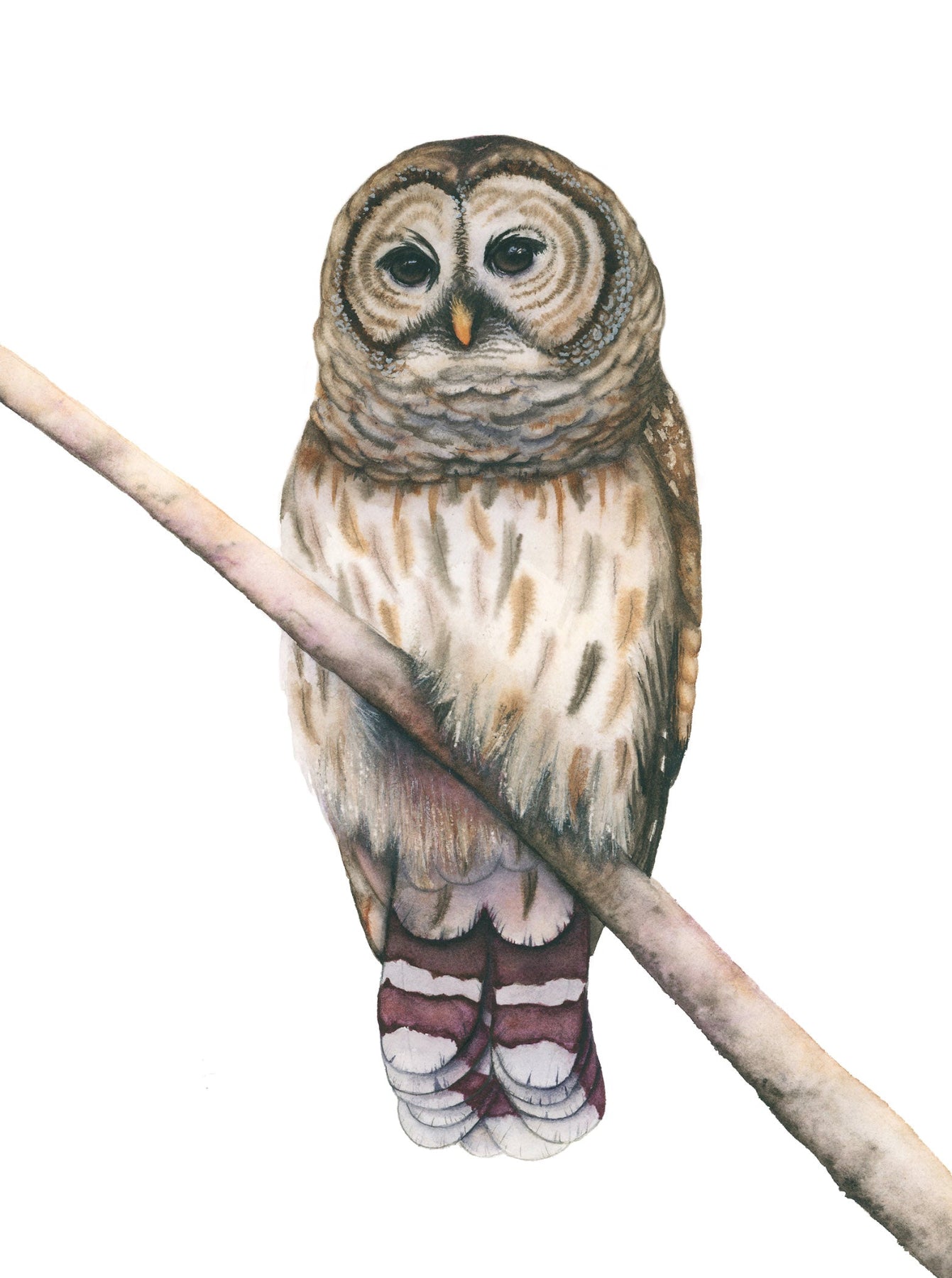 Illustration of a barred owl perched on a branch with a white background