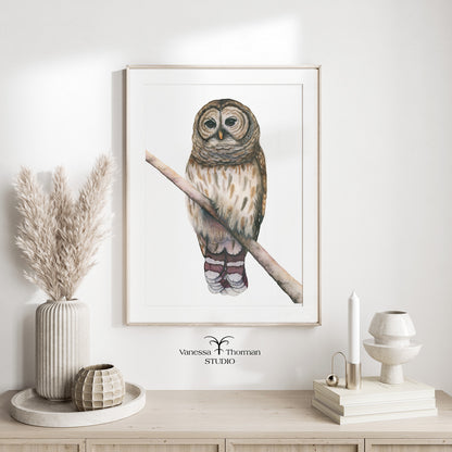 Barred Owl Watercolor Art Print – Woodland Art - Fine Art Giclée