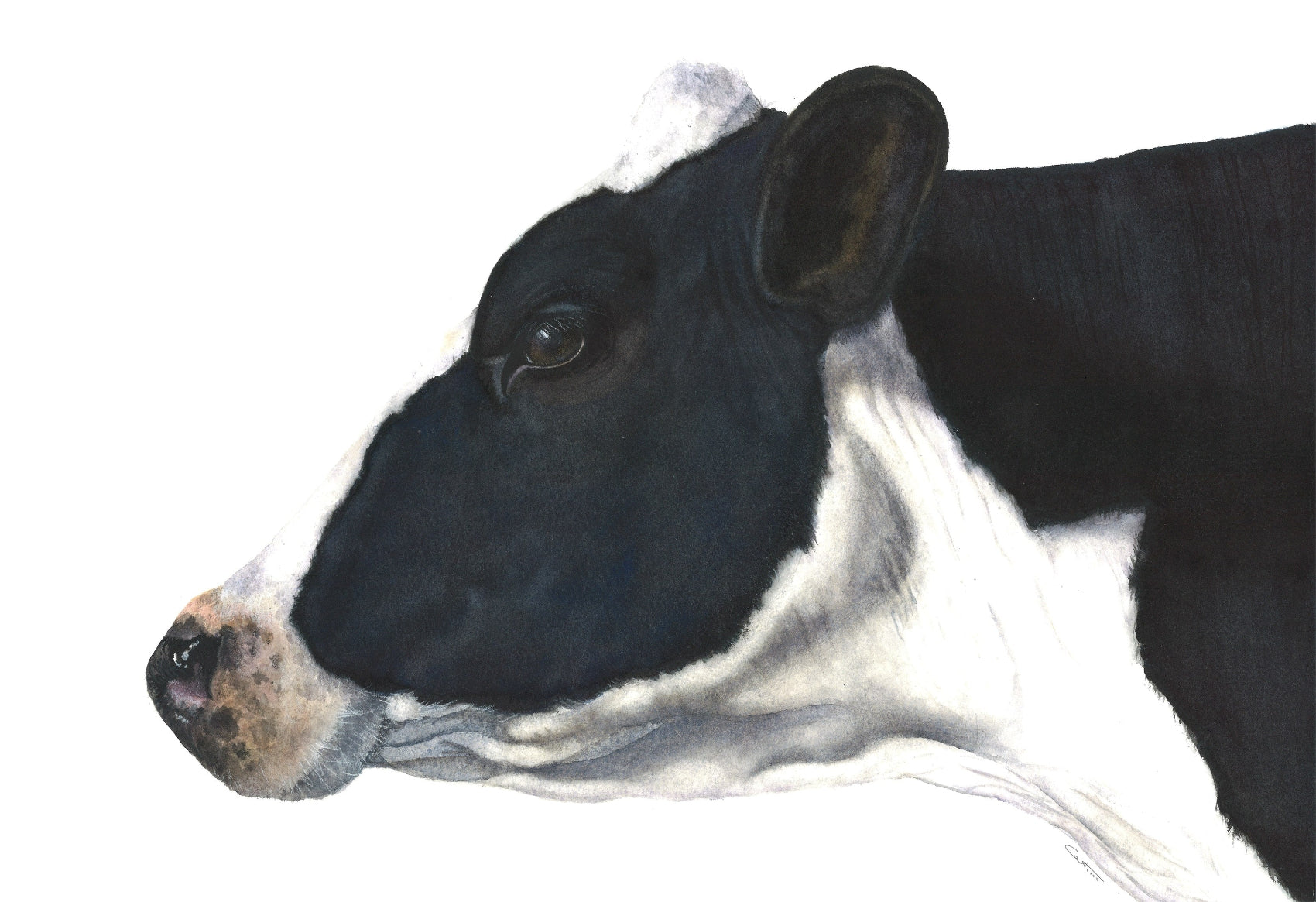 Close-up of a black and white cow's head on a white background