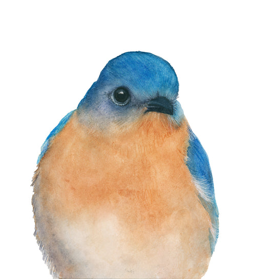 Watercolor bluebird art print