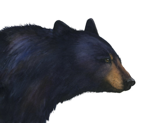 Side profile of a black bear on a white background