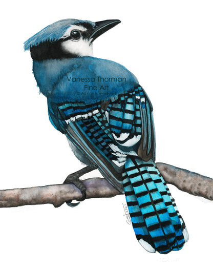 Blue Jay - Fine Art Print