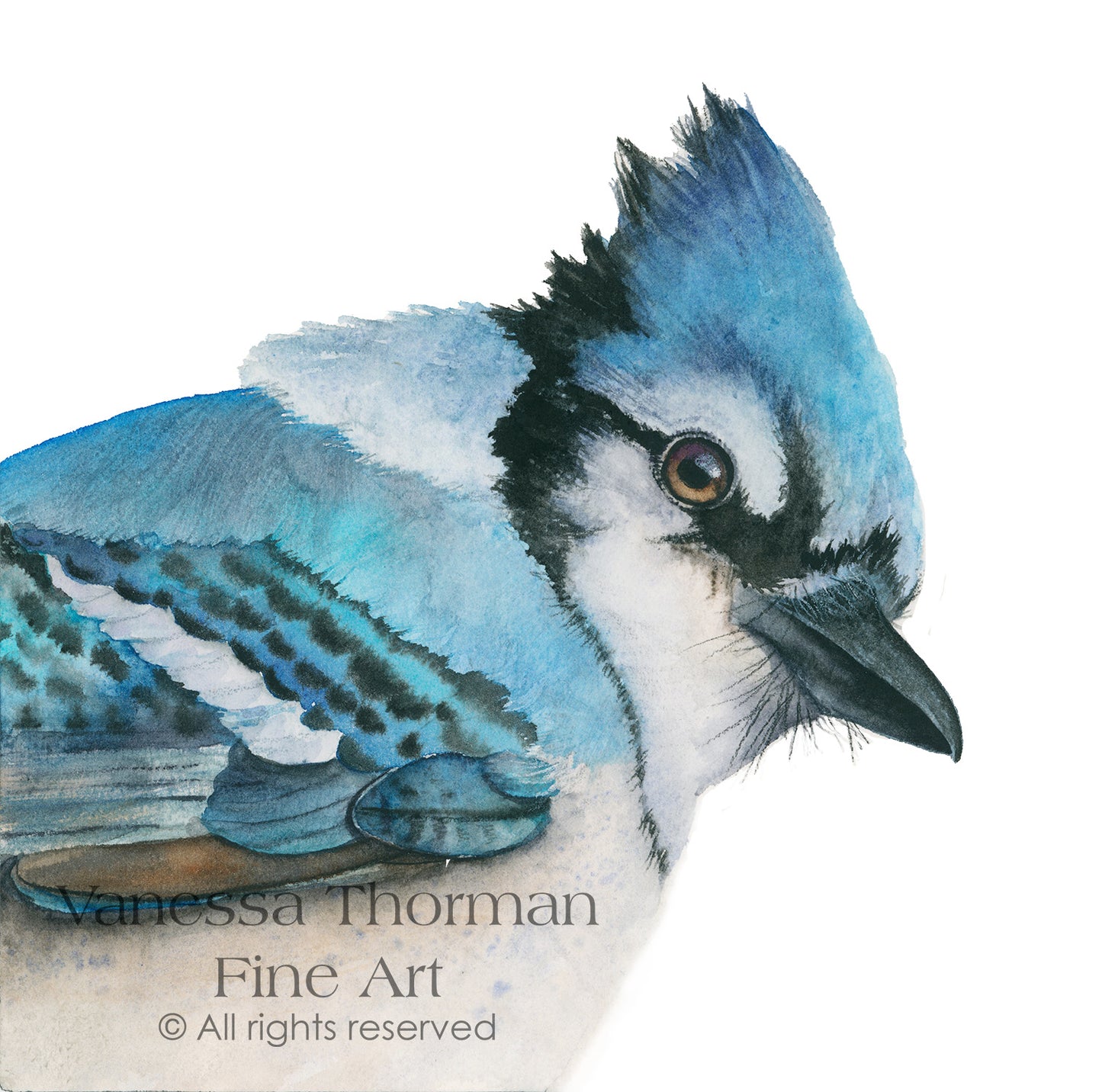 BOWIE | Blue Jay Fine Art Print