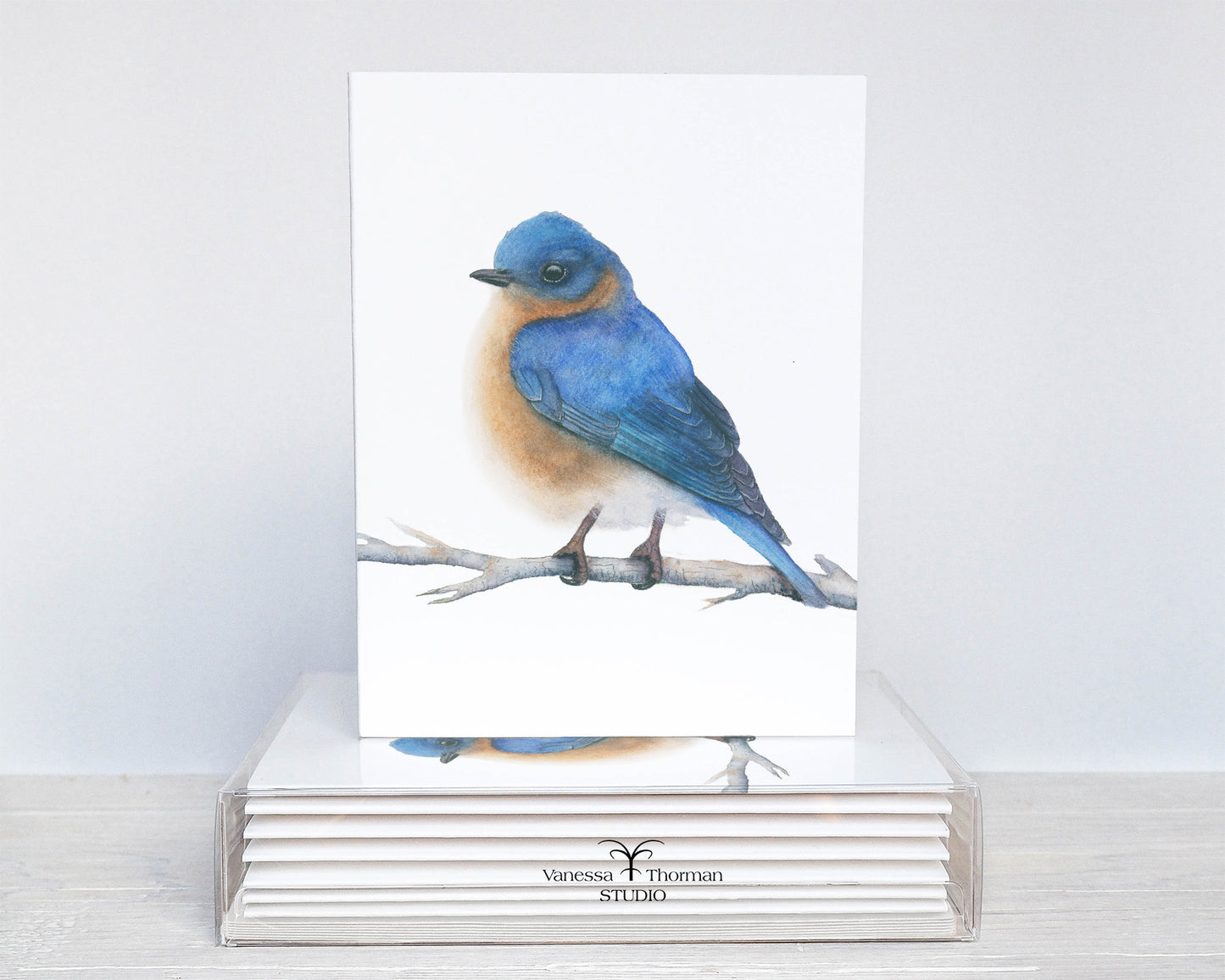 Eastern Bluebird Folded Notecards | Set of 8 Blank Greeting Cards