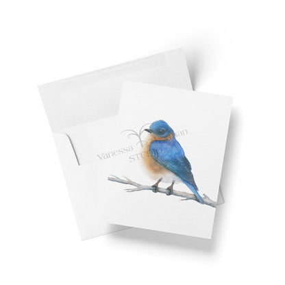 Eastern Bluebird Folded Notecards | Set of 8 Blank Greeting Cards