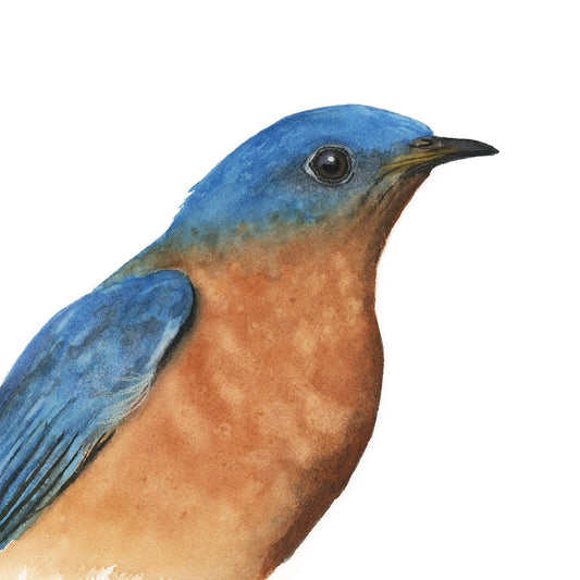 BRIGHTON | Eastern Bluebird Watercolor Portrait | Original Bird Painting by Vanessa Thorman