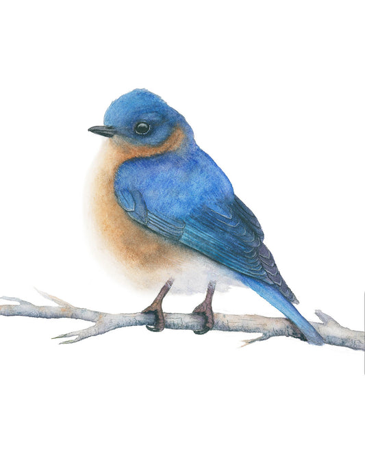 Eastern Bluebird Watercolor Art Print – Vibrant Songbird Illustration – Fine Art Giclée
