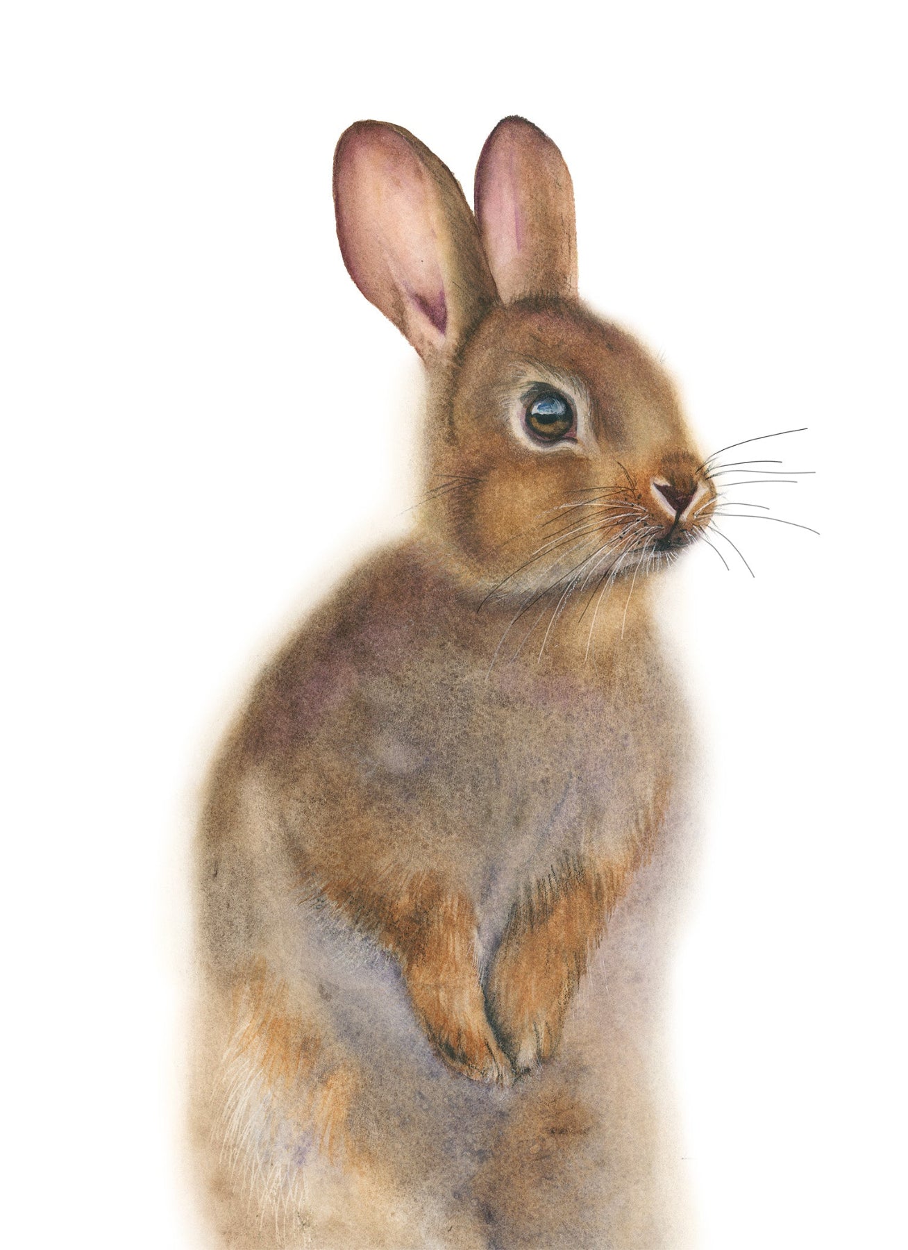Brown rabbit on a white background