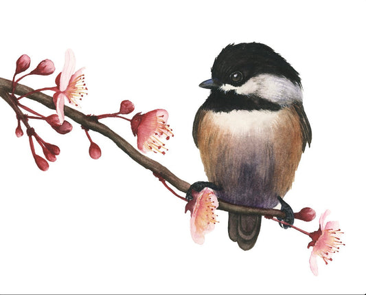 SPRING CHICKADEE | Carolina Chickadee Watercolor Painting | Original Bird Art by Vanessa Thorman