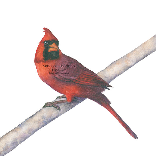 Cardinal | Songbird Original Watercolor Painting