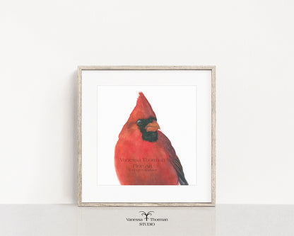 Cardinal-Watercolor-Art-print-1