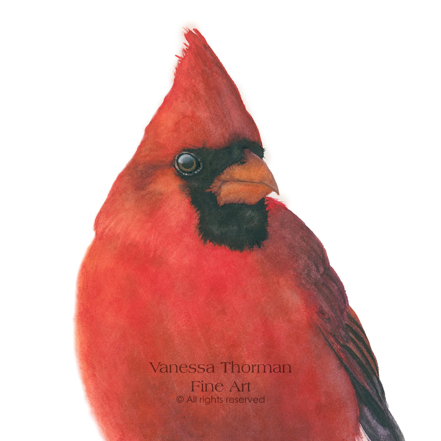 Cardinal-Watercolor-Art-print-1