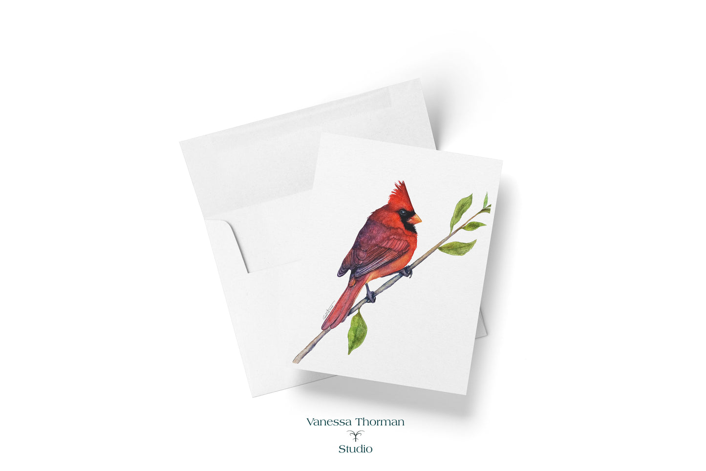 Northern Cardinal II - Bird Note Cards