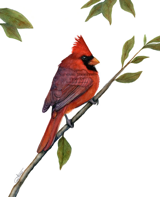 NORTHERN CARDINAL | Songbird Original Watercolor Painting