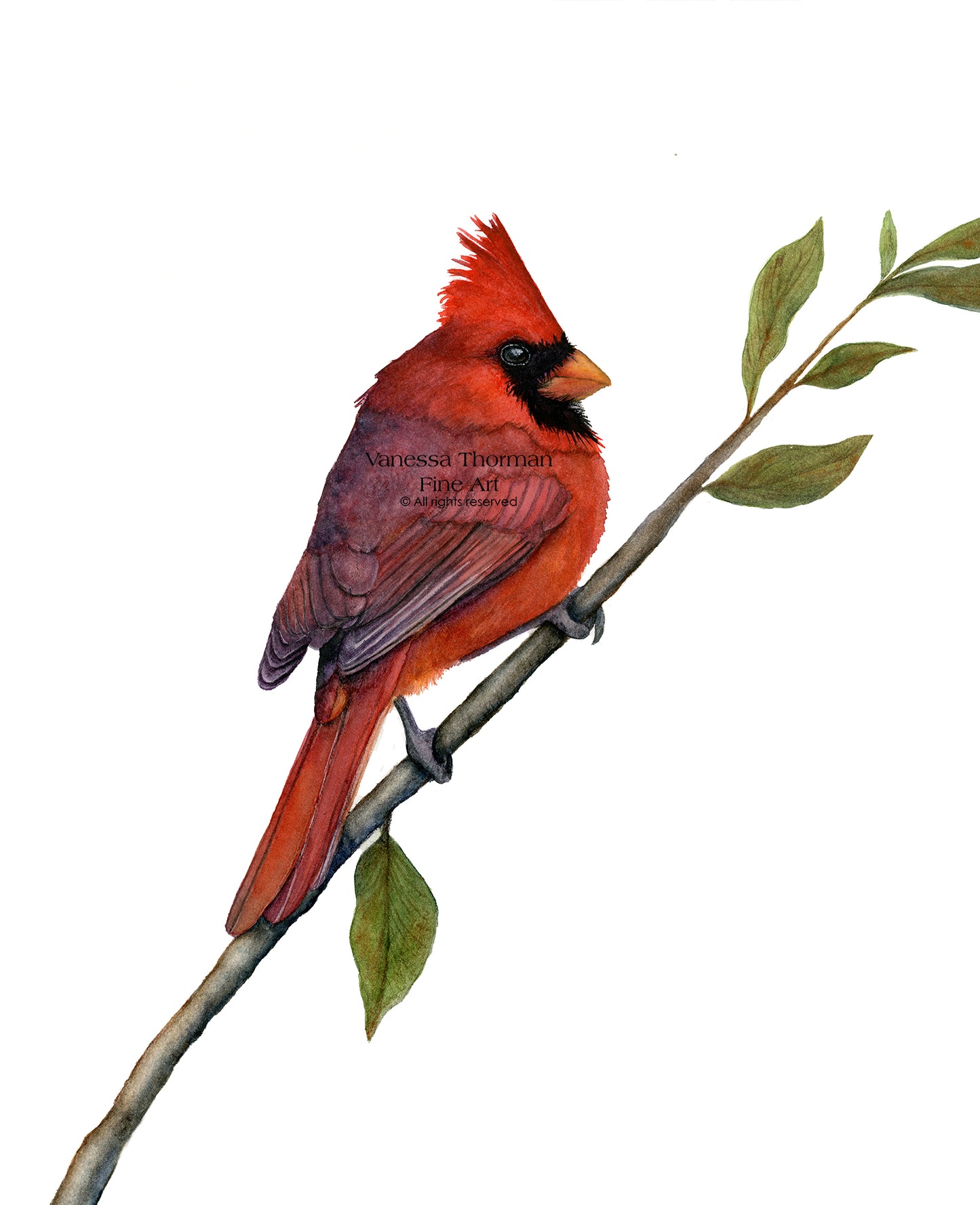 Northern Cardinal - Fine Art Print