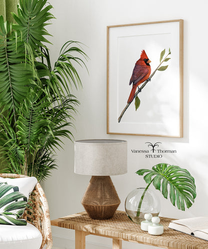 Northern Cardinal - Fine Art Print