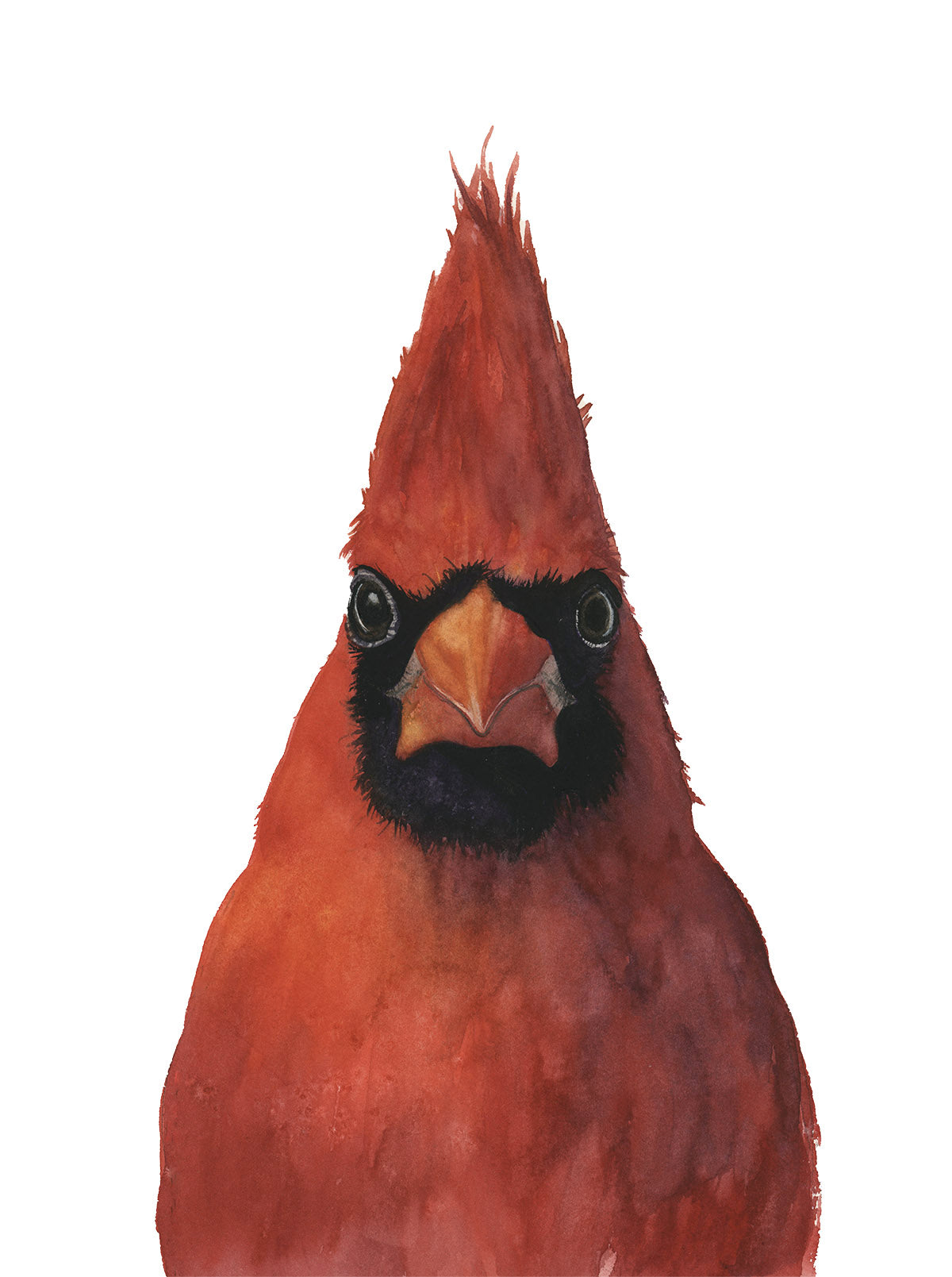 BIG RED | Northern Cardinal Watercolor Portrait | Original Bird Painting by Vanessa Thorman