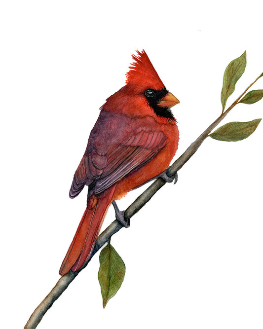 Northern Cardinal Watercolor Fine Art Print | Cardinal Art