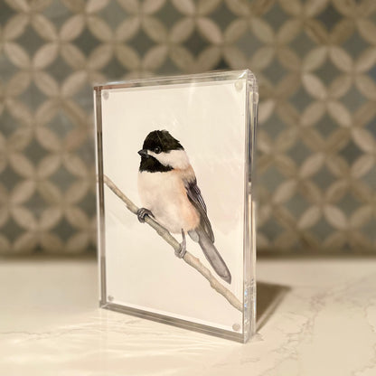 Carolina Chickadee Watercolor Art in Acrylic Block Frame – 5x7 Fine Art Print