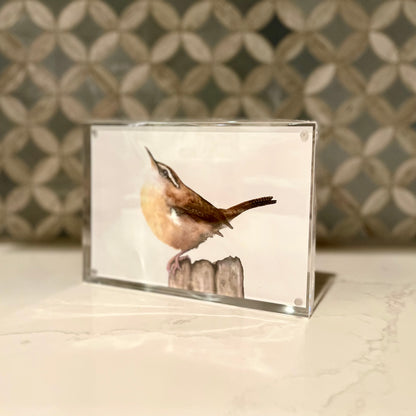 Carolina Wren Watercolor Art in Acrylic Block Frame – 5x7 Fine Art Print by Award-Winning Artist