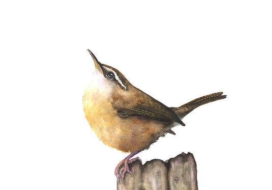 Carolina Wren Watercolor Art Print – Songbird Illustration – Fine Art Giclée Print