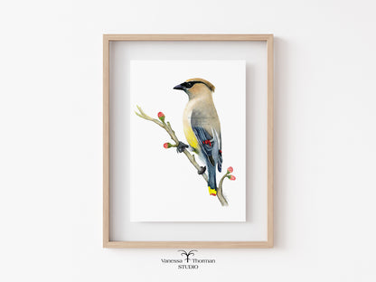 Cedar-Waxwing-Watercolor-Art-Print-1