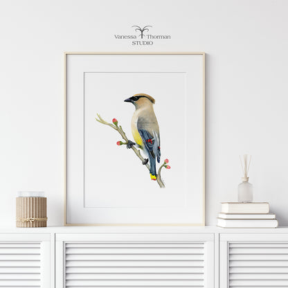 Cedar-Waxwing-Watercolor-Art-Print-1