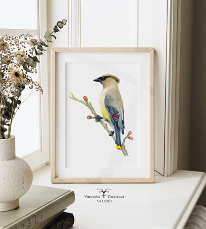 Cedar-Waxwing-Watercolor-Art-Print-1