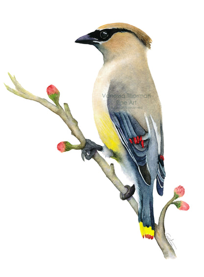 Cedar-Waxwing-Watercolor-Art-Print-1