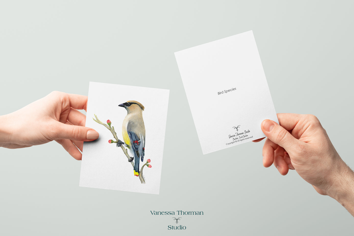 Cedar Waxwing - Bird Note Cards