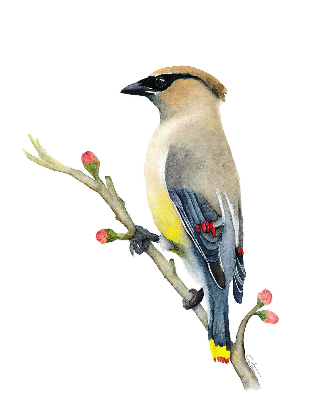 Cedar Waxwing | Waxwing Watercolor Art Print | Bird Art Giclée