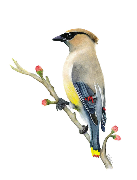 Cedar Waxwing Watercolor Art Print – Elegant Songbird Illustration – Fine Art Giclée Print