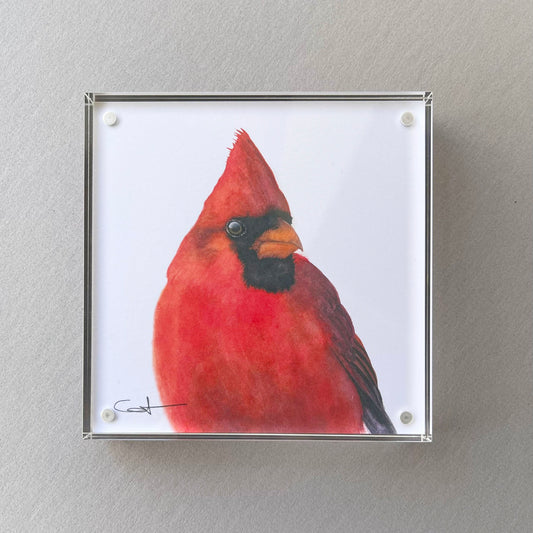 Charles the Cardinal | Cardinal Desk Art  – 5x5 Watercolor Fine Art Print
