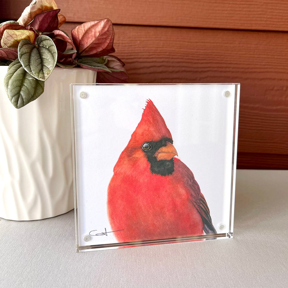 Framed desk art with a red cardinal